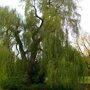 Salix alba 'Vitellina'